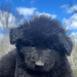 Loic - Black male German Shepherd puppy in Winterport, Maine from Vom Stevens Old Fashioned German Shepherds