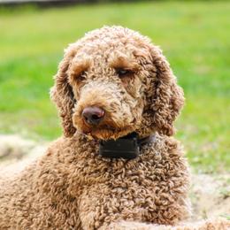 Bailesh - Poodle