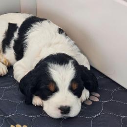 Oakley - Black white and tan female English Springer Spaniel puppy in Columbia, North Carolina from Columbia Spaniels