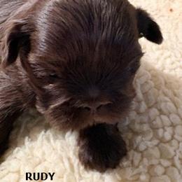 Rudy - Liver male Shih Tzu puppy in Modoc, Kansas from Karla Sauer