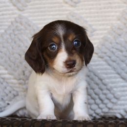 Chocolate and Tan pie female 1 - Chocolate and tan female Dachshund puppy in Pontotoc, Mississippi from Doubletake Doodles & Dachshunds