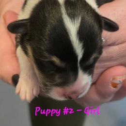 Puppy 2 - Black and tan female Pembroke Welsh Corgi puppy in Buffalo, Wyoming from Diamond K Corgis
