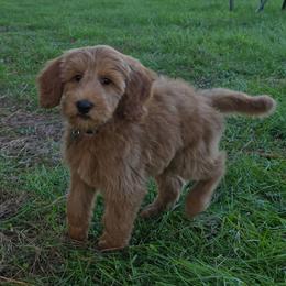 Lucas - Red  male Goldendoodle puppy in Georgetown, Tennessee from Georgetown Designer & Purebred Puppies