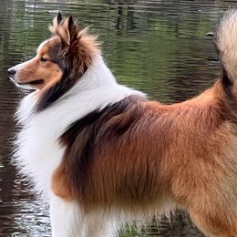 Shetland Sheepdogs from Huckleberry Farms Shelties