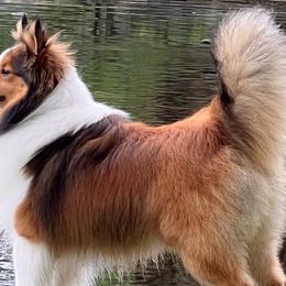 Shetland Sheepdogs from Huckleberry Farms Shelties