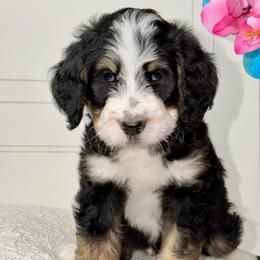 Sage - Tri-color male Bernedoodle puppy in Beecher, Illinois from Erica’s Doodles