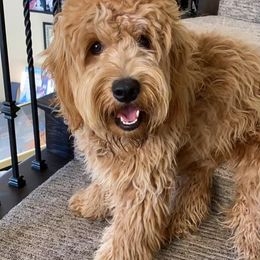Goldendoodle and Golden Retriever Puppies from Utah Goldens