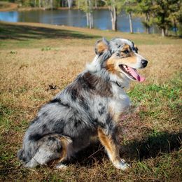 Remi - Australian Shepherd
