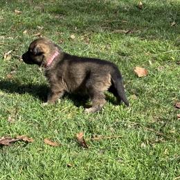 Pink girl - Sable female German Shepherd puppy in Gaineville, Georgia from Des Nebels