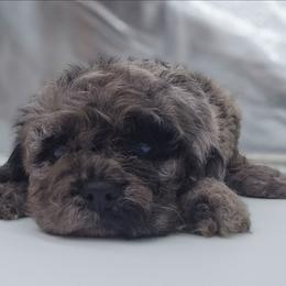 Mia - Merle female Cockapoo puppy in Annapolis, Delaware from Teddy Bear Cockapoos
