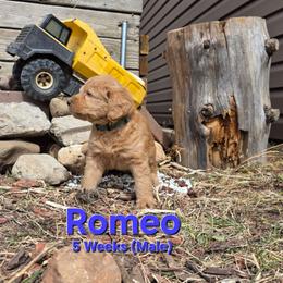 Romeo - Red male Labradoodle puppy in Genoa City, Wisconsin from Sakura Pups