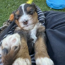 Bernedoodle, Poodle, and Saint Berdoodle Puppies from Myt fine doodles