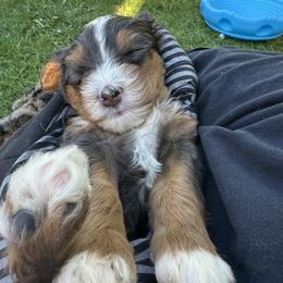 Bernedoodle, Poodle, and Saint Berdoodle Puppies from Myt fine doodles
