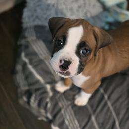 Boxer Puppies from Fleming Pups