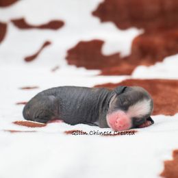 Chinese Crested Puppies from Qilin Chinese Crested