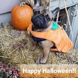 French Bulldog Puppies from Legend French Bulldogs