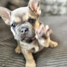 French Bulldog Puppies from Cert. Frenchies