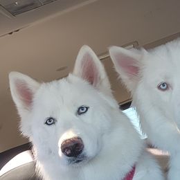 Siberian Huskies from Boden Breeding