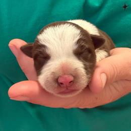 Lizzie - White and red female Border Collie puppy in North Lakeport, California from Wild Rose Ranch