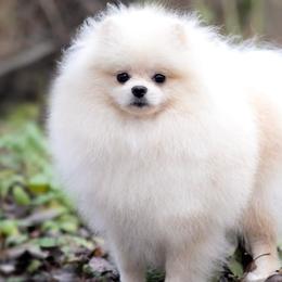 Riana - Pomeranian