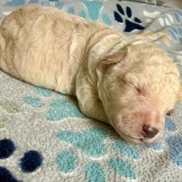 Bat-Man - Cream male Goldendoodle puppy in Pensacola, Florida from Goldendoodles Love You in Pensacola Friend Edition