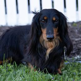 Natty - Dachshund