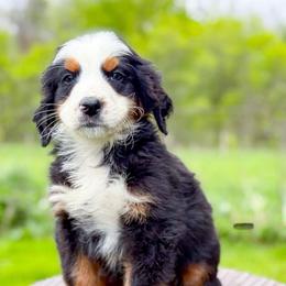 Boy 6 - Tri-color male Bernedoodle puppy in Montrose, Michigan from Livy’s Doodles