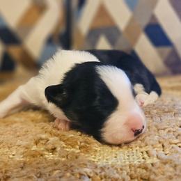Basil - Tri-color male Border Collie puppy in Dewey, Arizona from Fásach Stockdogs