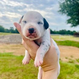 Purdy - White and black female Dalmatian puppy in Mt. Vernon, Texas from Double B