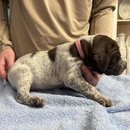 Light pink band girl - Liver roan female German Shorthaired Pointer puppy in Sylvania, Alabama from Turner Delightful Dachshund Farm & German Short Hair Pointers
