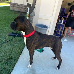 Jax - Brindle male Boxer puppy in Greenwell Springs, Louisiana from Bayou Boxer Haus - Baton Rouge Boxers