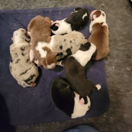Australian Shepherd Puppies from Antique Aussies