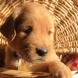 Golden Retrievers from Golden Kisses Golden Retrievers