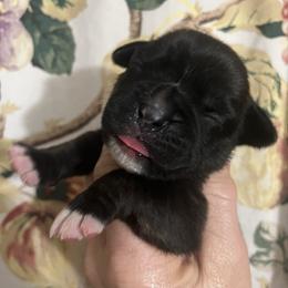 Girl 2 - Brindle female Boxer puppy in Plainwell, Michigan from Hope's Beautiful Boxers