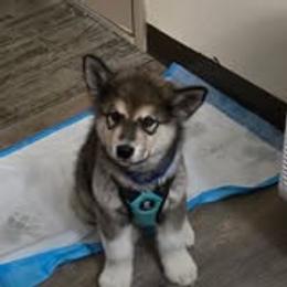 Alaskan Malamute Puppies from North Shore Alaskan Malamutes