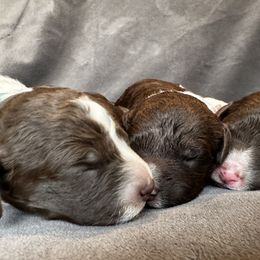 Lagotto Romagnolo Puppies from Lagotto NW