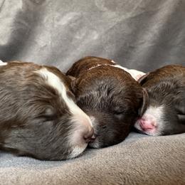 Lagotto Romagnolo Puppies from Lagotto NW