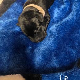 Black Girl 2 - Black female Labrador Retriever puppy in Hebron, Indiana from Farm Creek Retrievers