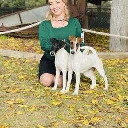 Darla - Smooth Fox Terrier
