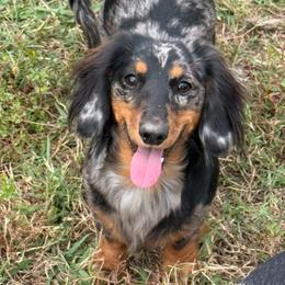 Piper Rose - Dachshund