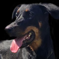 Girl 2 Wasabi - Black and rust female Beauceron puppy in Downers Grove, Illinois from Shepherd's Heart Beaucerons