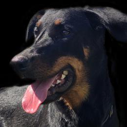 Girl 2 Wasabi - Black and rust female Beauceron puppy in Downers Grove, Illinois from Shepherd's Heart Beaucerons