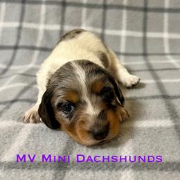 Queen - Dapple female Dachshund puppy in Carlsbad, Texas from MV Mini Dachshunds