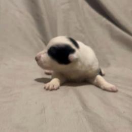 Saiga - Black and white female Border Collie puppy in Lebanon, Oregon from Cahill’s Canines