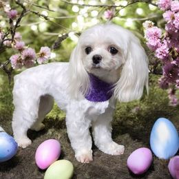 Daisy - Maltese