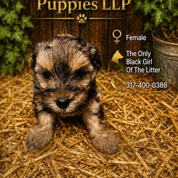 The only black, brown, white girl - Black & tan tri-color female Morkie puppy in Avon, Indiana from Precise Puppies LLP