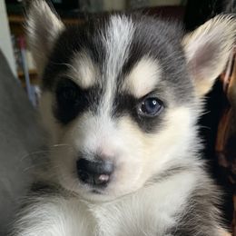 Siberian Husky Puppies from Debra's Huskys