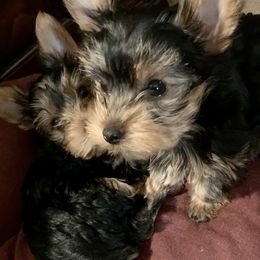 Yorkshire Terrier Puppies from YorkiStars