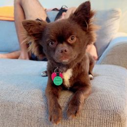 Chewie - Chocolate and white male Chihuahua puppy in Palm Coast, Florida from Fiesta Pups