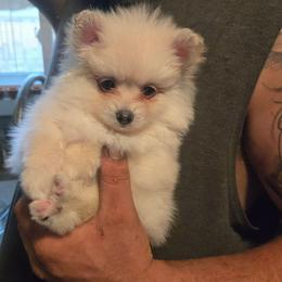 Benji - White male Pomeranian puppy in Newport News, Virginia from Itty Bitty Poms